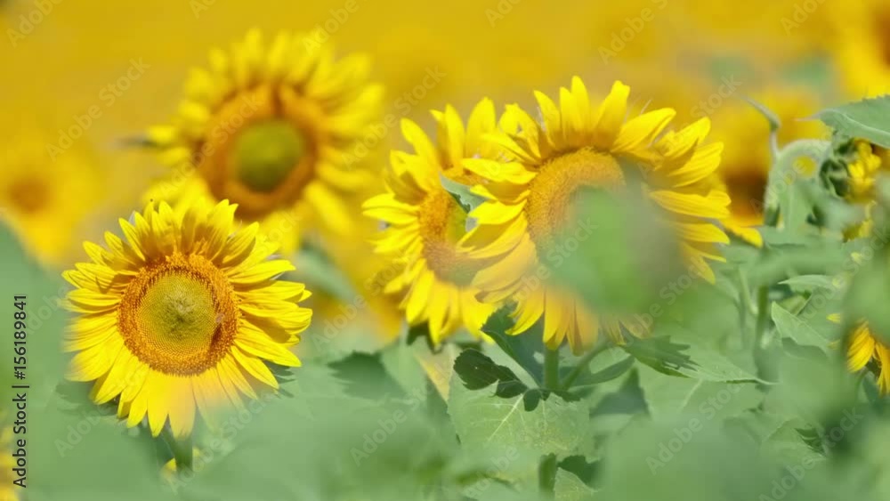 Bee working on Sunflower in slow motion, blue sky and sunny weather Bee working on Sunflower in slow motion, blue sky and sunny weather