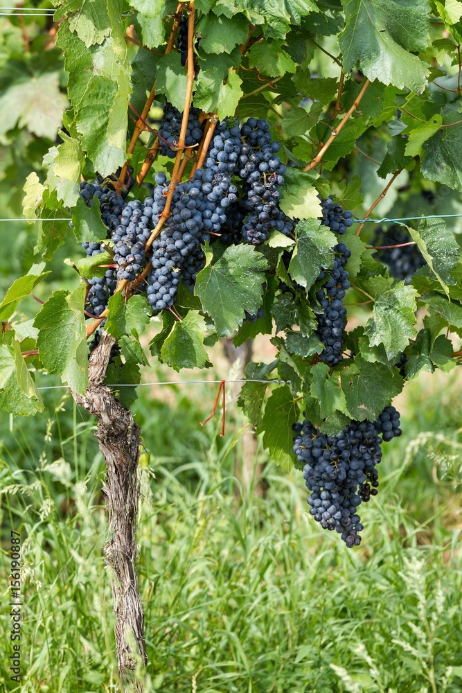 Fine bunch of blue grapes