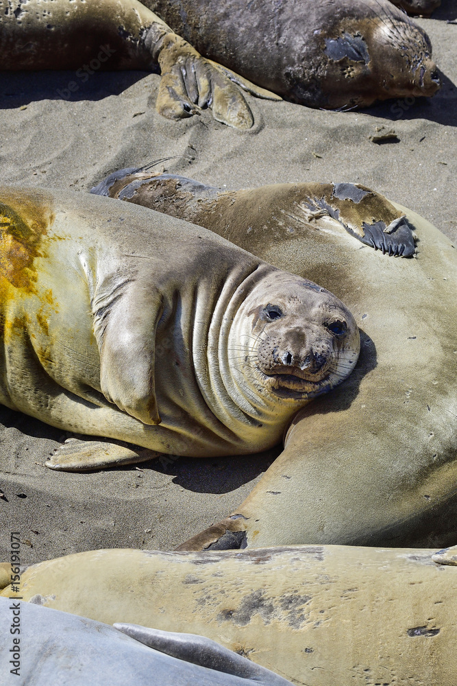 Fototapeta premium Northern Elephant Seal