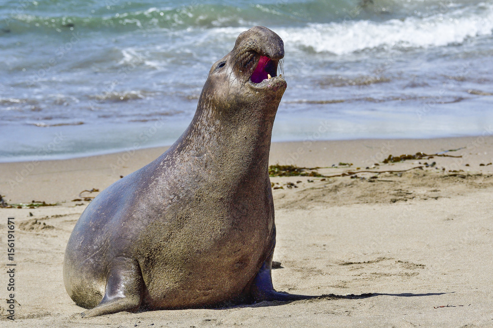 Naklejka premium Northern Elephant Seal