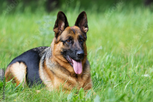 German shepherd dog in the grass © Happy monkey