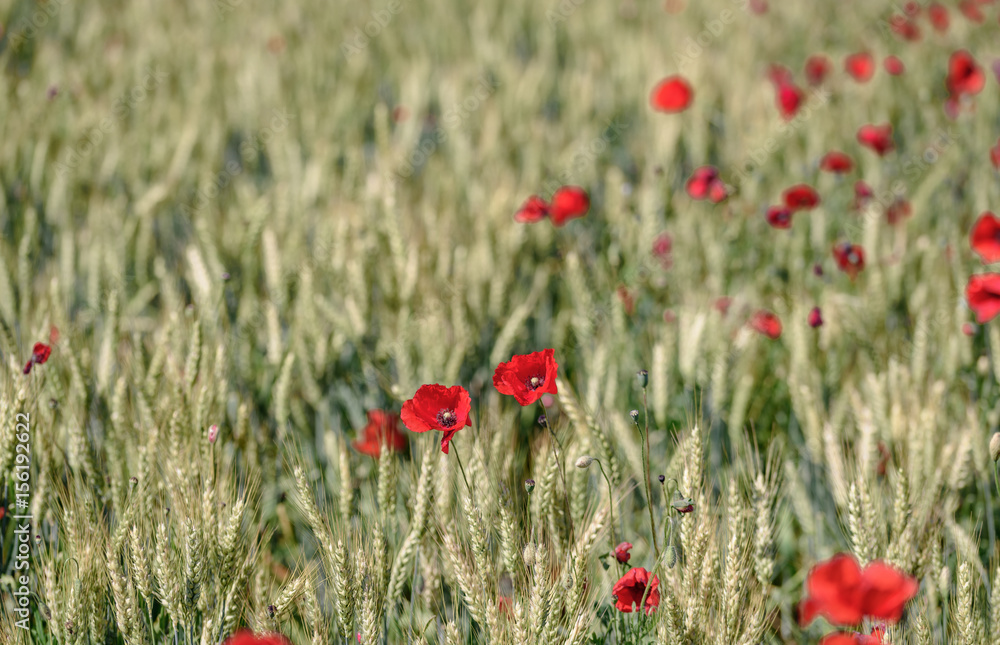 Naklejka premium Red poppies with sky