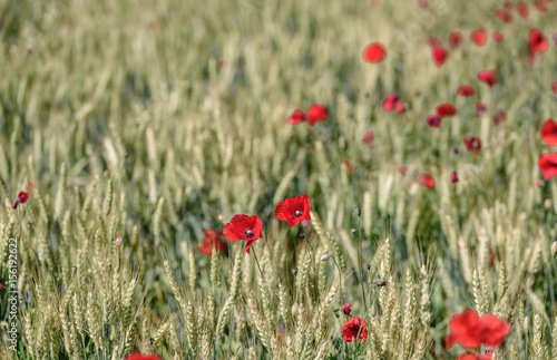 Red poppies with sky