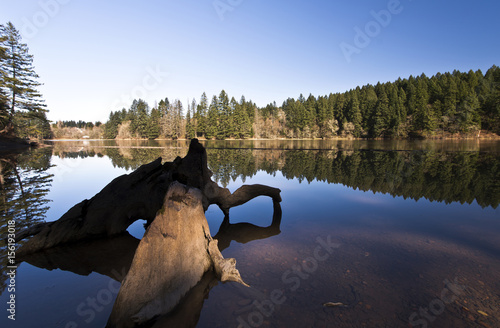 Snags on Lacamas Lake photo