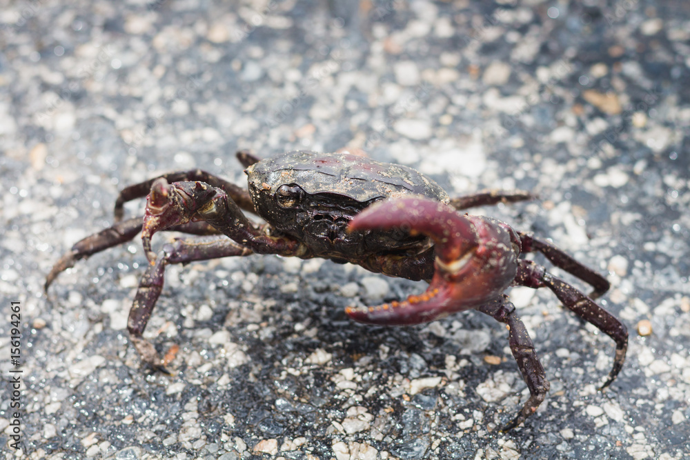 crab close up it protect self from any harm