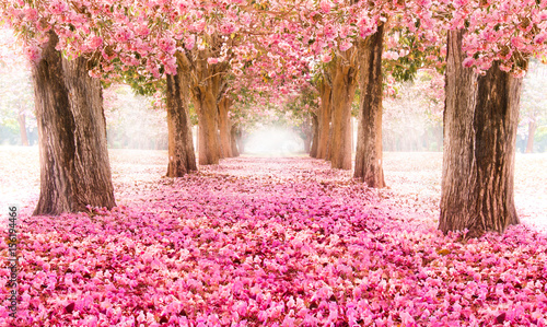 Spada płatek nad romantycznym tunelem różowi kwiatów drzewa / Romantyczny okwitnięcia drzewo nad natury tłem w wiosna sezonie, kwiatu tle /