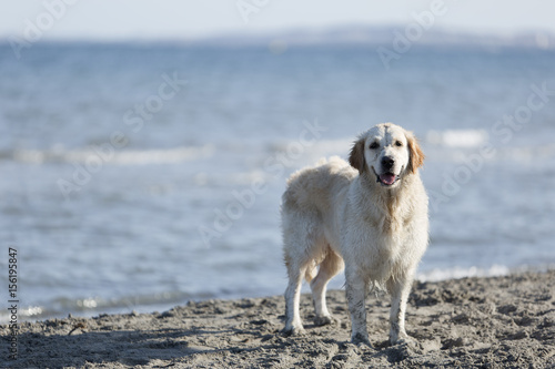 Dog on a beach looking at the camera.