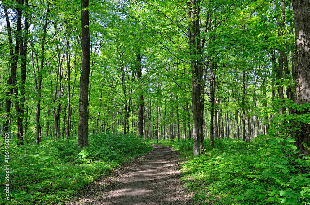 Slender trees in young forest green in summer Slender trees in young forest green in summer