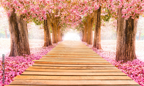 Obraz na plátně Falling petal over the romantic tunnel of pink flower trees / Romantic Blossom t
