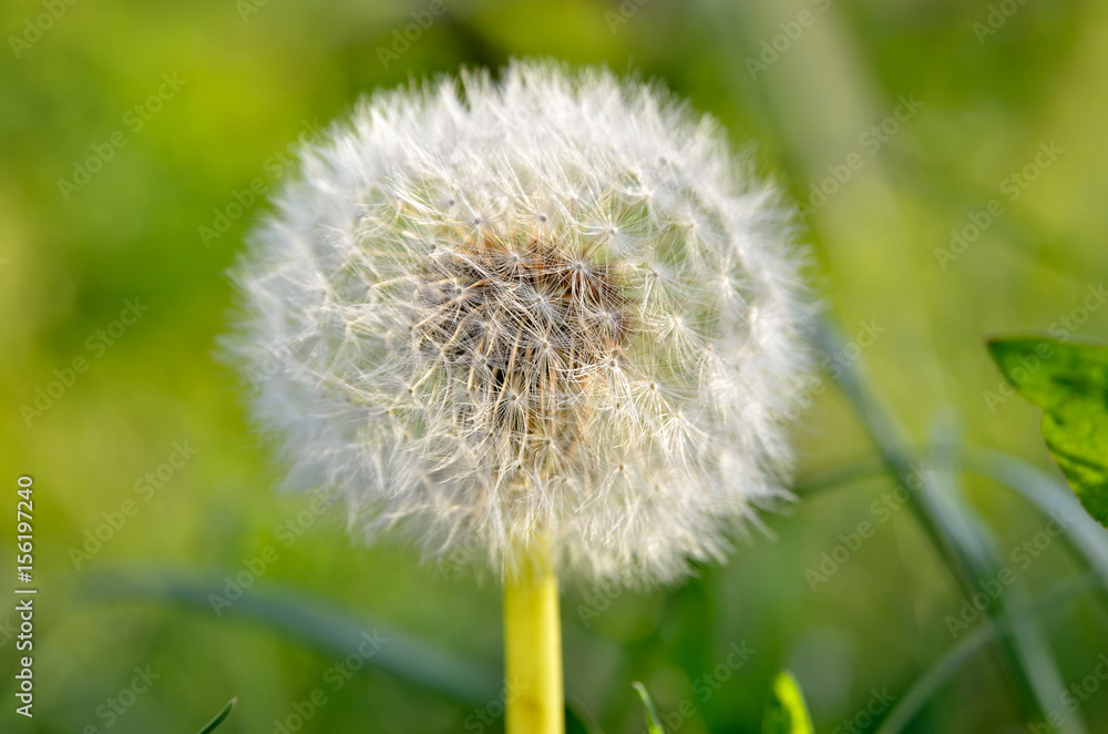 Fototapeta premium Fluffy dandelions growing on a green meadow