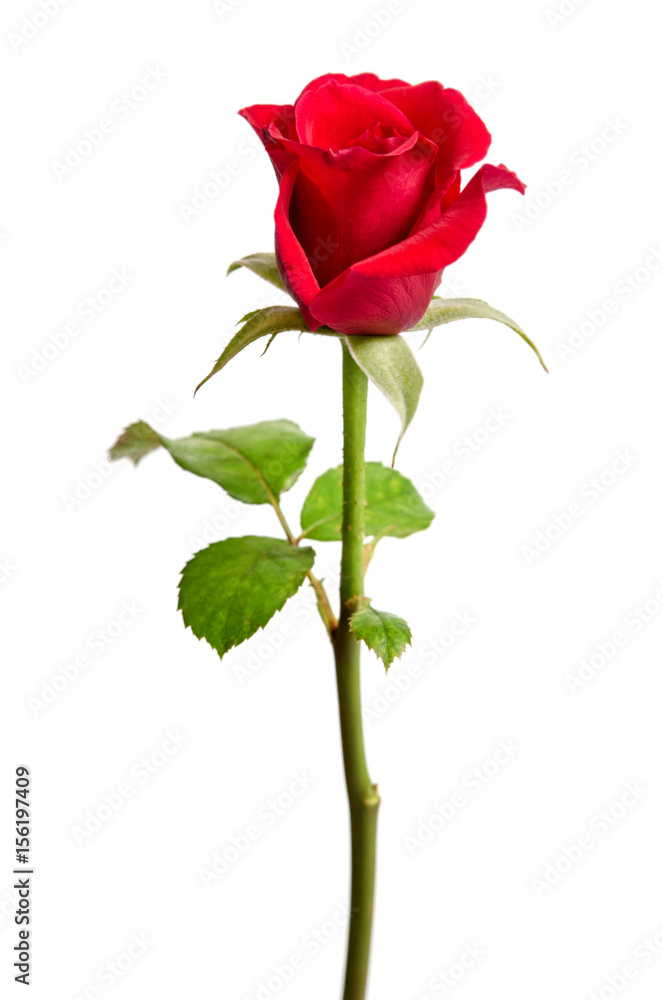 bud of red rose bud of red rose