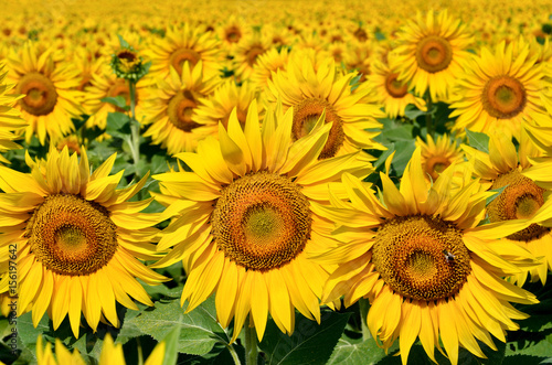 Fototapeta Naklejka Na Ścianę i Meble -  Young sunflowers bloom in field against a blue sky
