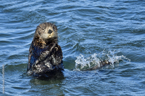 California Sea Otter © hakoar