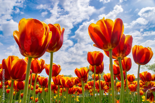 Red-yellow tulips on flowerbed against the cloudy sky from the lower point of view.