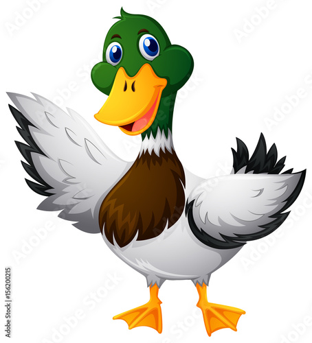 Wild duck on white background