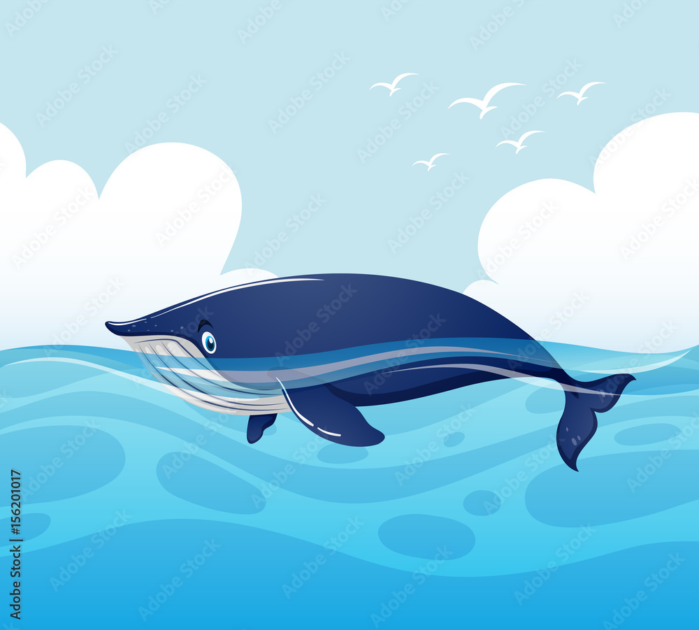 Obraz premium Blue whale swimming in ocean