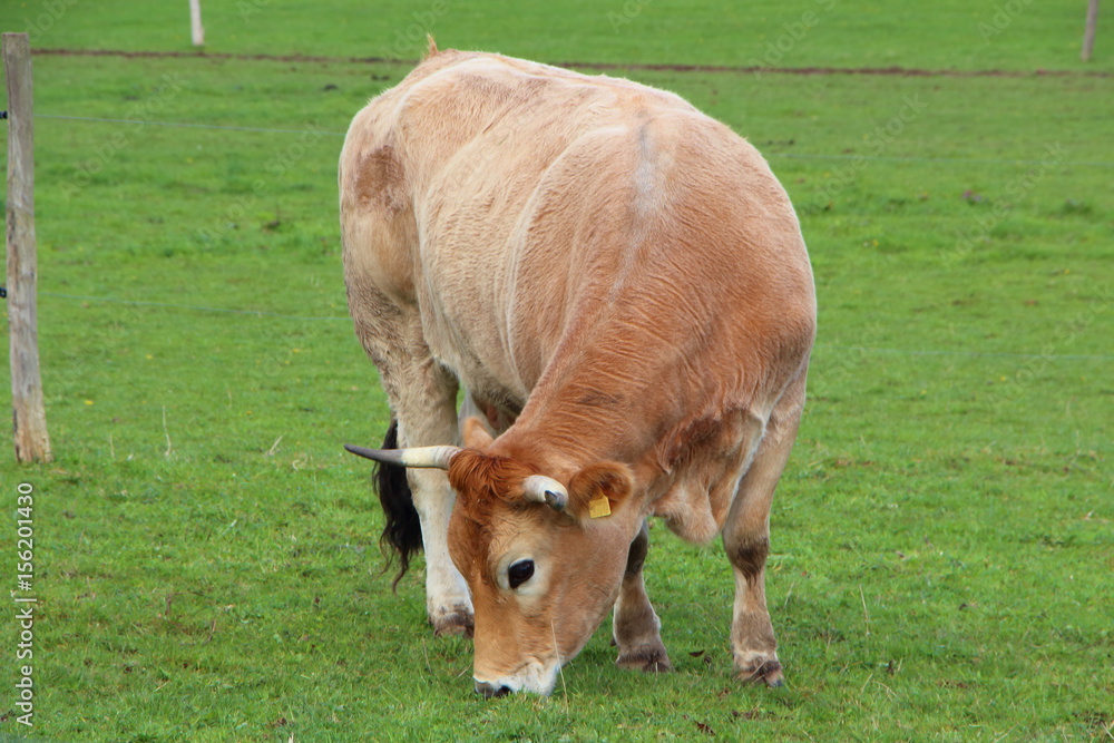 Fototapeta premium Vache Nantaise au pré