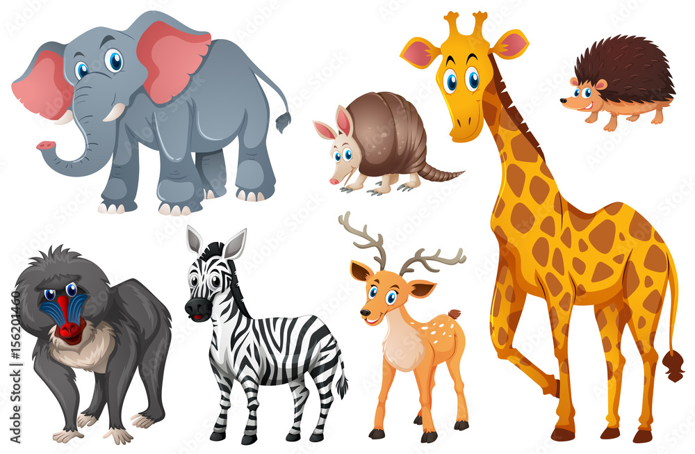 Obraz premium Many types of wild animals