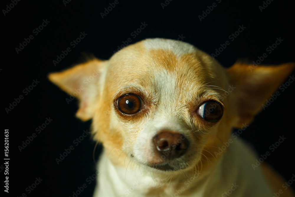 Chihuahua, cute, dog,focus on eye.