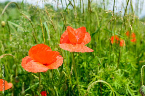 Mohnblume auf dem Sommerfeld photo