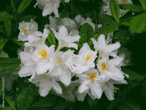 rhododendron white pretty flowers photo