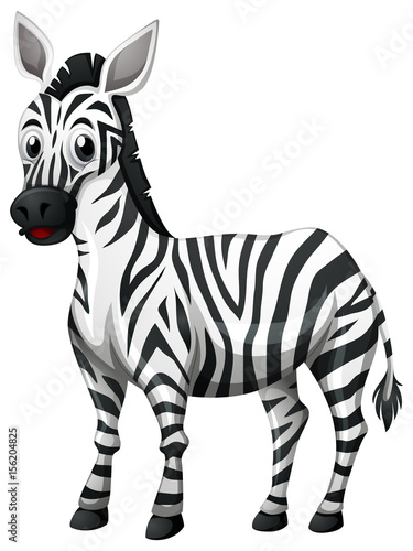 Cute zebra on white background