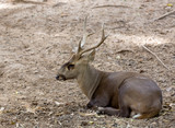 young deer lying on ground