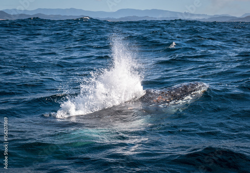 Humpback whale blowing water in the air