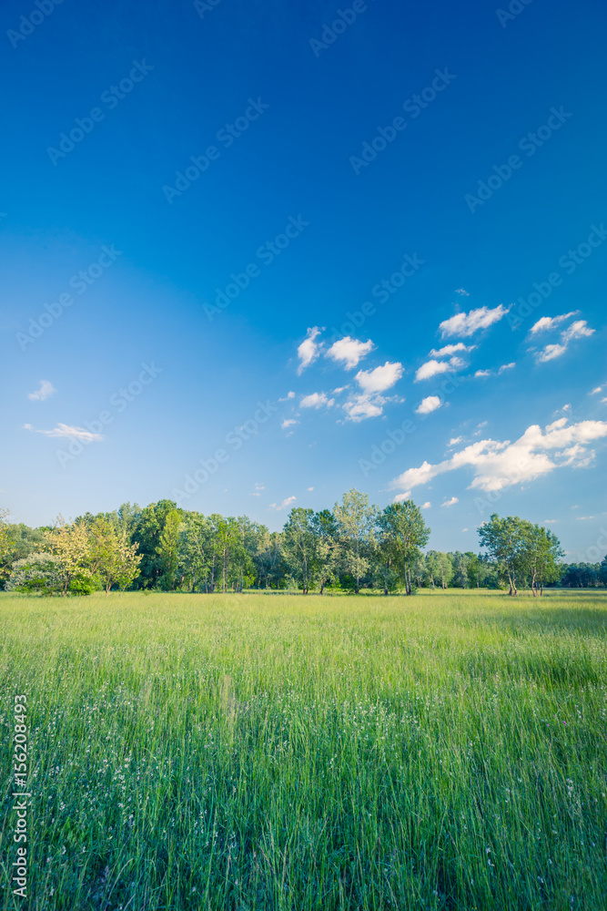 Beautiful nature background. Beauty in nature. Green nature ecology concept.