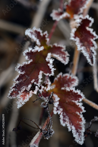 blad photo