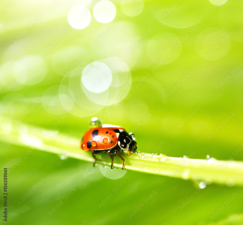 Naklejka premium Ladybird on grass
