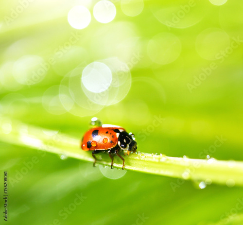 Ladybird on grass