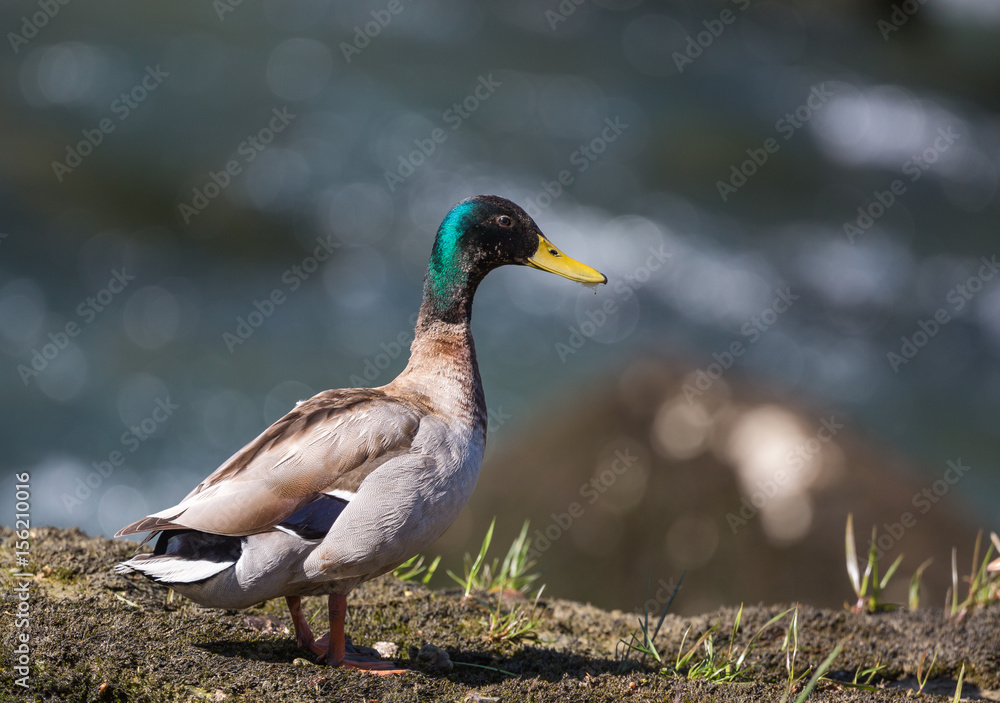 Obraz premium Canard colvert