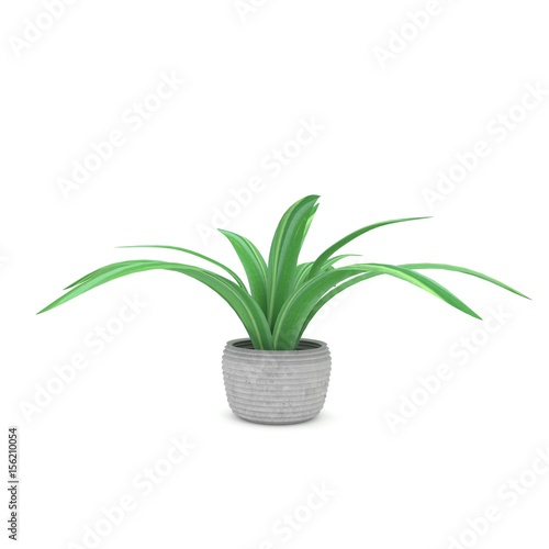 plant or houseplant in ceramic pot in 3D rendering