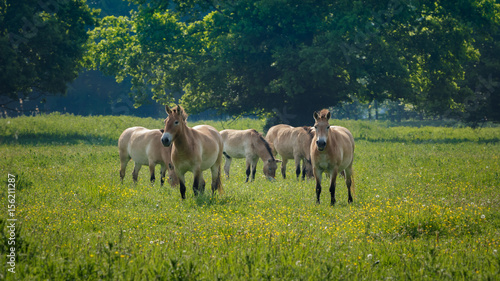 Przewalski horses Naturepark Lelystad Netherlands spring 2017