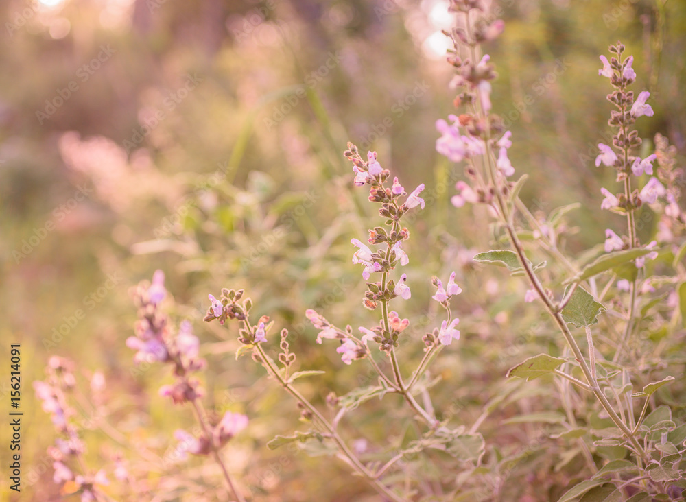 Wild purple sage ( salvia) flowers at sunset. Romantic spring summer background