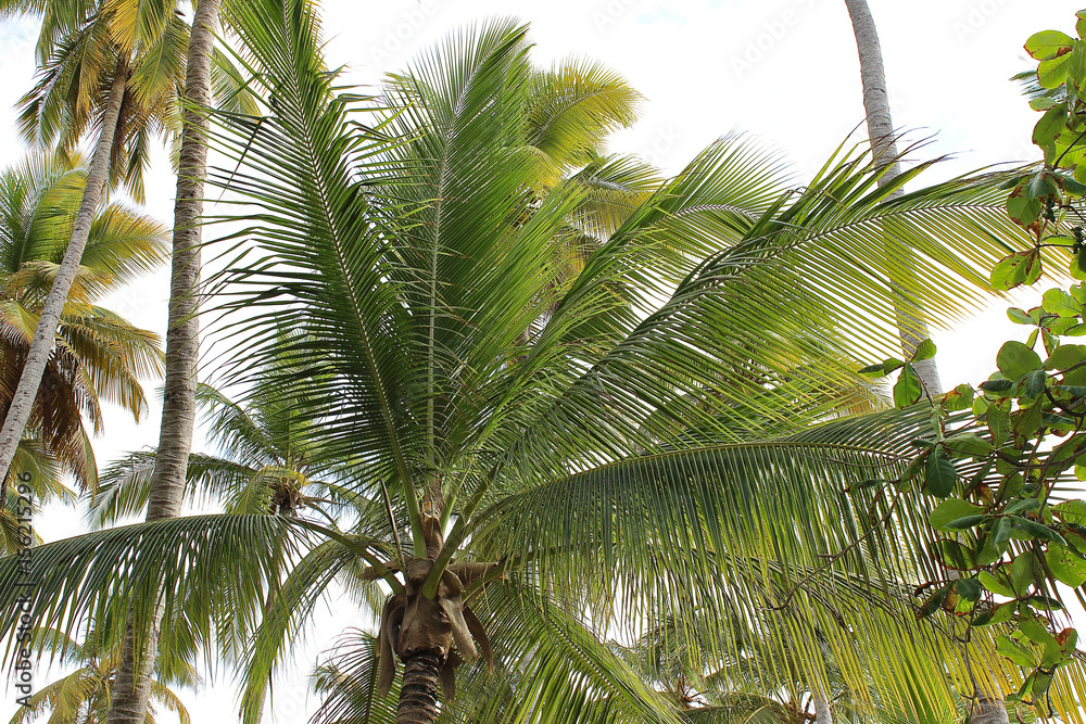 Palme in der Karibik Palme in der Karibik