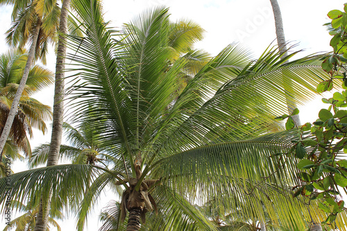 Palme in der Karibik 