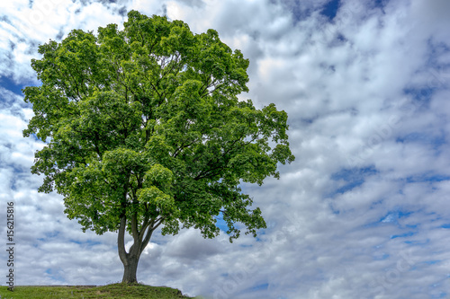 Mountain maple in summer (Acer pseudoplatanus) stands on a cliff in front of a cloudy blue sky