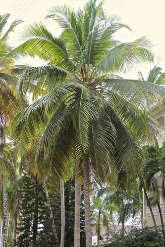 Palme in der Karibik  © isel69