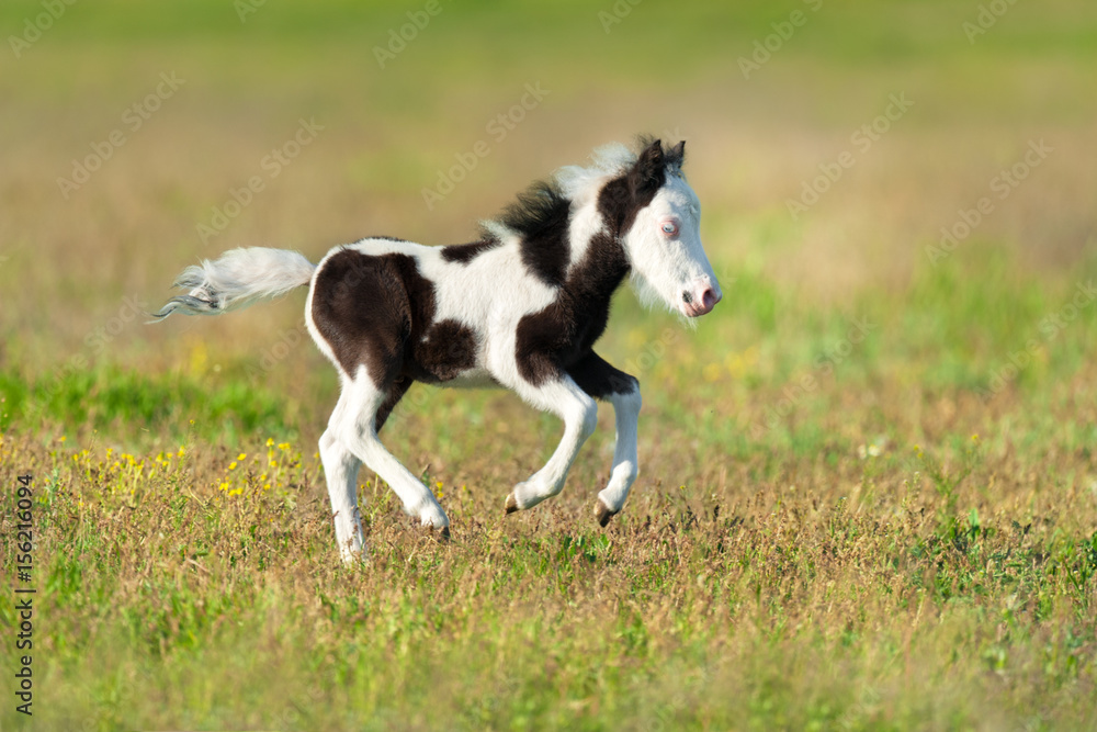 Cute pony foal run fast on spring pasture Cute pony foal run fast on spring pasture