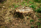 Stump close up view on green and brown warm background.
