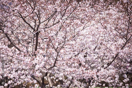 Sakura at jinhae cherry blossom festival 