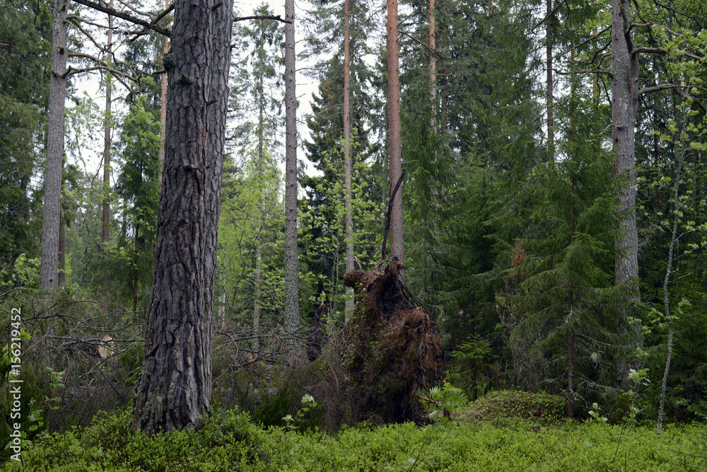Obraz premium skog