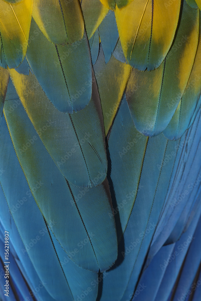 Obraz premium Beautiful Feathers of a Scarlet Macaw