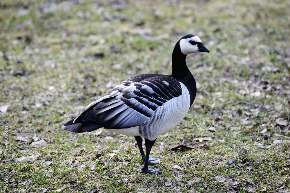 Fototapeta premium fågel,sverige,naturbild,stockholm,www.mbfoto.se,nacka