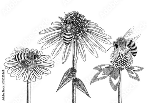 Bees on honey flowers sketched in black and white vector illustration. Chamomile, coneflower and clover blossoms with three different bees.