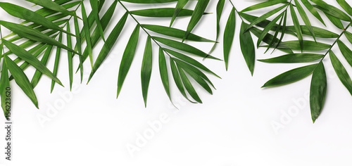 Fototapeta Naklejka Na Ścianę i Meble -  beautiful palm leaves