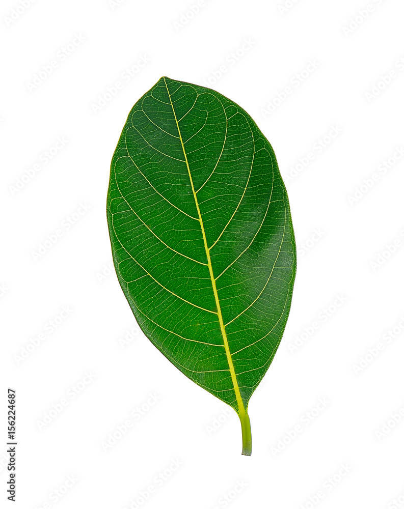Obraz premium jackfruit leaf isolated on white background