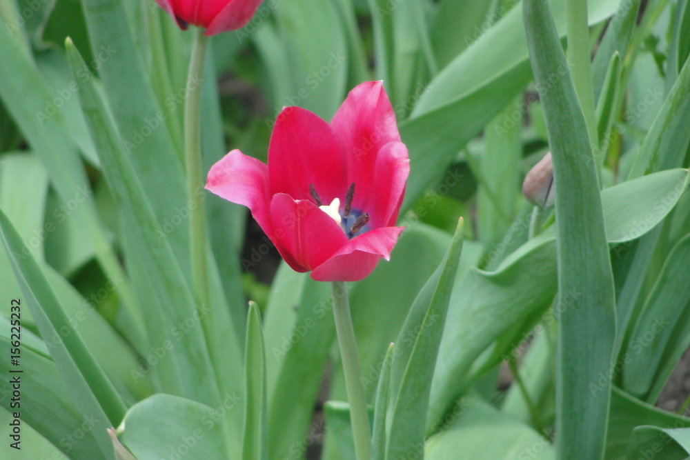 Fototapeta premium flower